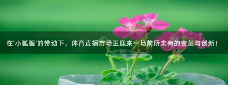 在\'小狐狸\'的带动下，体育直播市场正迎来一场前所未有的变革与创新！